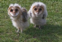 two white-and-brown owls