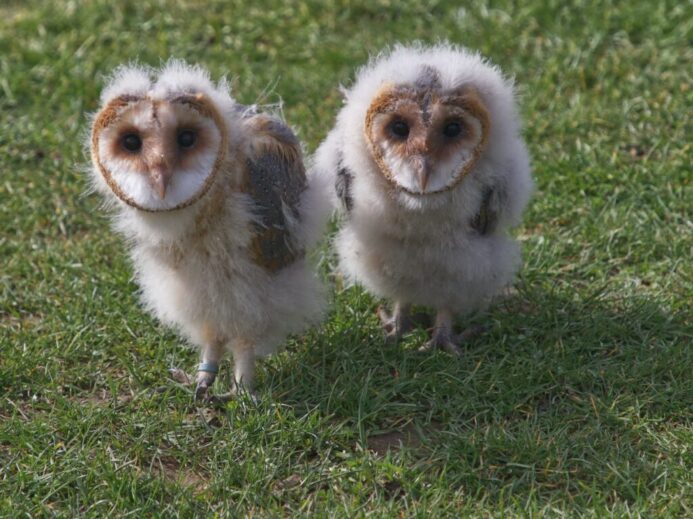 two white-and-brown owls