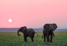 two grey elephants on grass plains during sunset