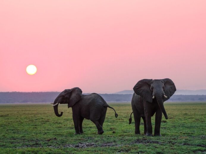 two grey elephants on grass plains during sunset