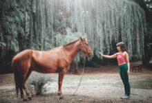 woman attempting to touch horse's face under tall tree during daytime