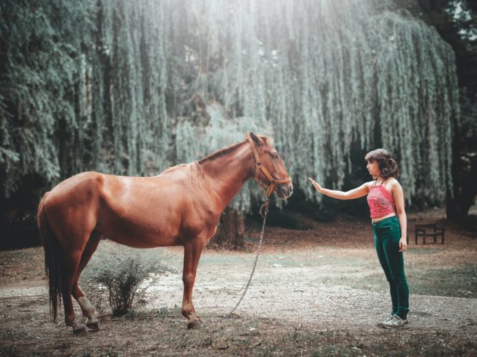 woman attempting to touch horse's face under tall tree during daytime