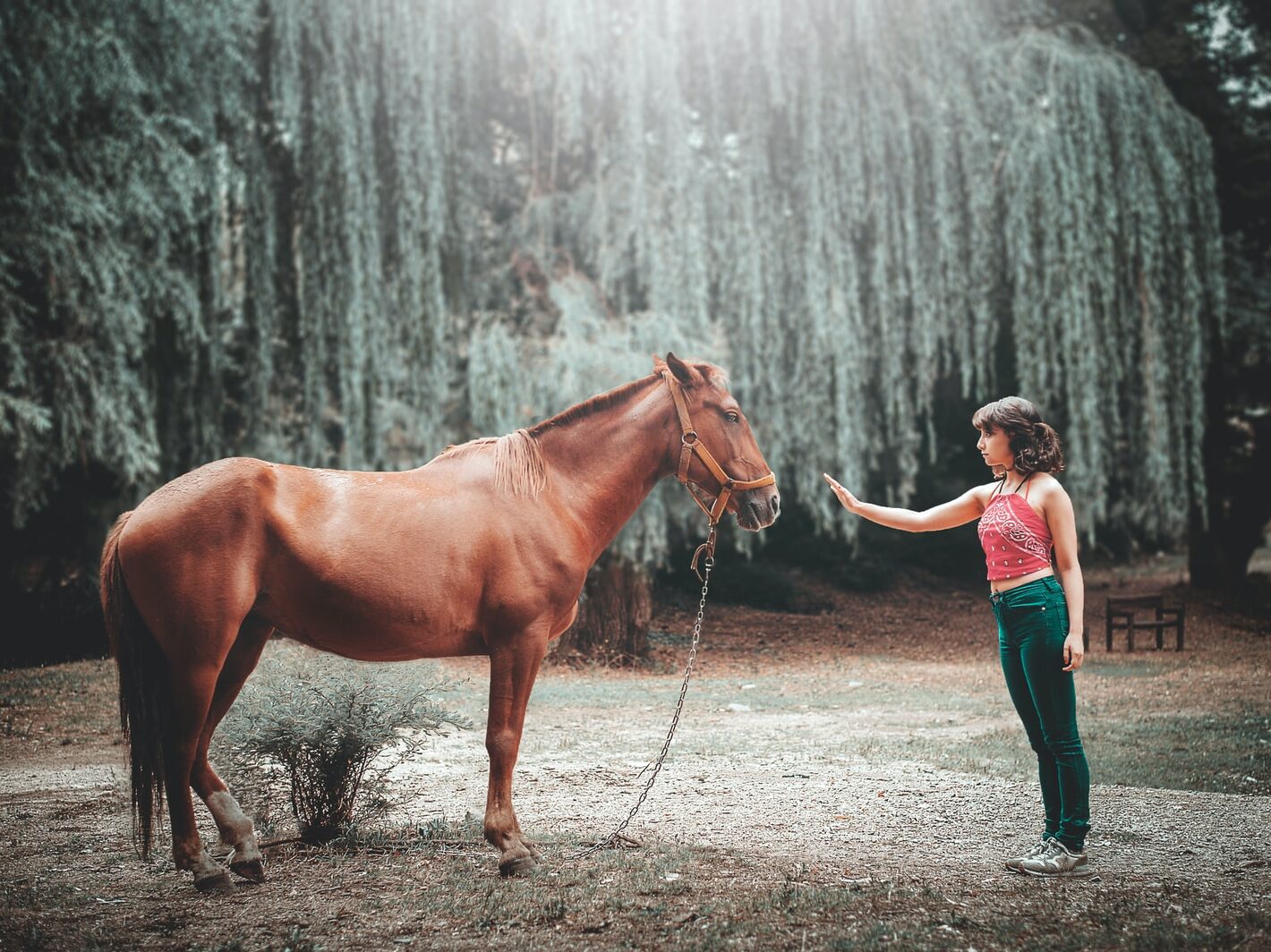 woman attempting to touch horse's face under tall tree during daytime