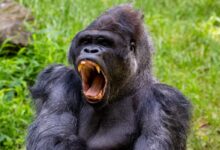 gorilla lying on green grass during daytime