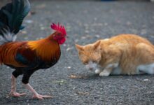 brown and black rooster on gray concrete floor