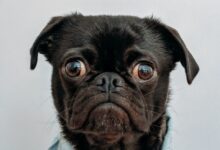 black dog wearing blue denim collar