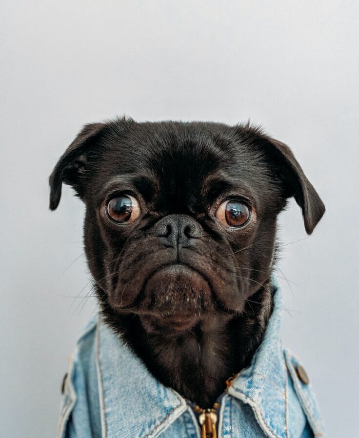 black dog wearing blue denim collar