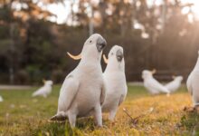 parrots on grass field