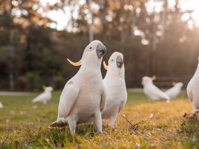 parrots on grass field
