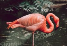 pink flamingo on water during daytime