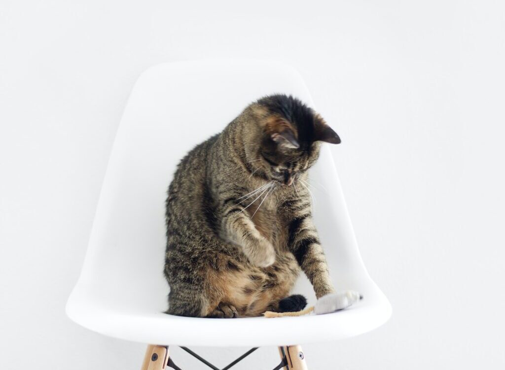 brown tabby cat sitting on bar stool