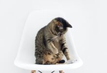 brown tabby cat sitting on bar stool