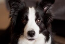 long-coated white and black dog closeup photo