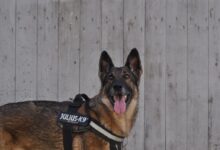 brown and black german shepherd