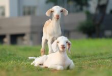 white short coated dog on green grass during daytime
