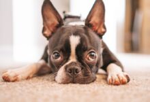 black and white french bulldog puppy lying on white textile