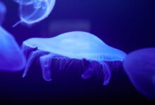 blue jellyfish in blue water