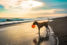 dog with orange ball in seashore