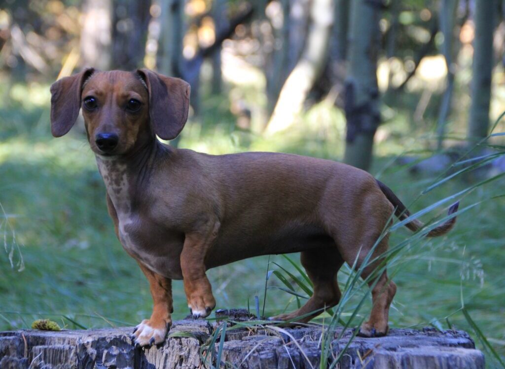 brown dachshund on green grass during daytime