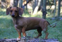 brown dachshund on green grass during daytime