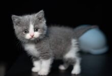 grey and white cat on white surface