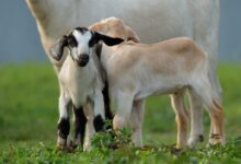 white and black goat on green grass during daytime