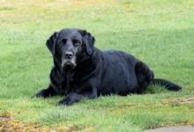 adult black Labrador retriever lying on grass field