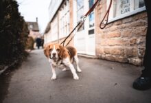 brown and white short coated dog on gray concrete road during daytime