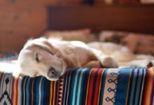 pet dog laying on bed