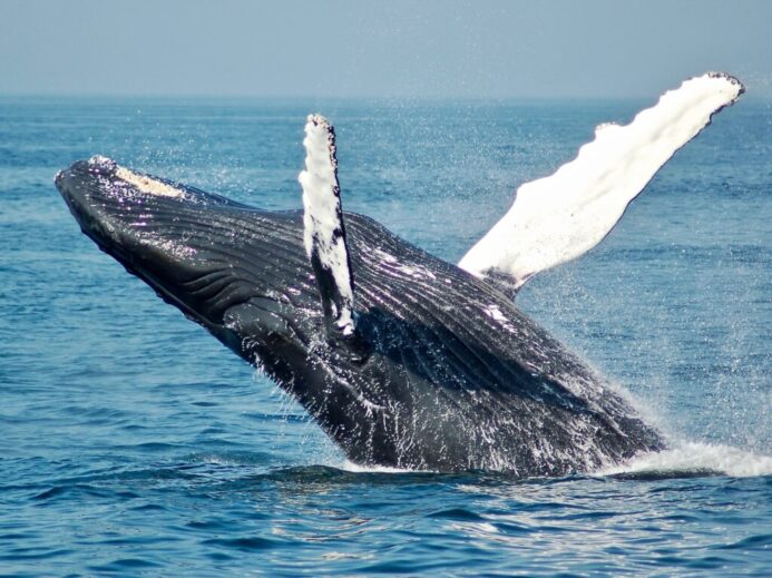 blue whale on sea