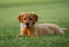 golden retriever puppy on green grass field during daytime