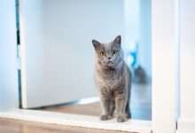 long-fur brown cat standing near opened-door door