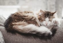 brown and white cat lying on gray textile