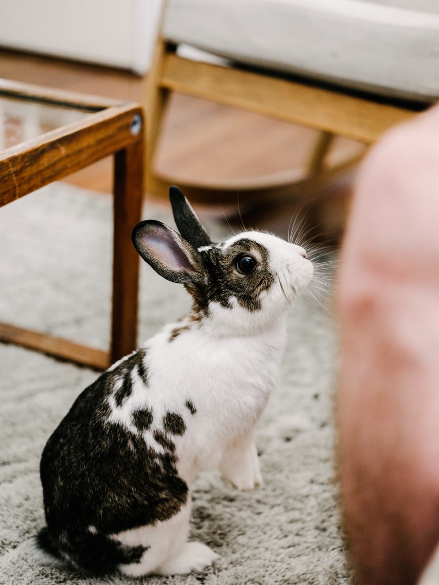 corey oconnell - NeposlušnéTlapky white and black rabbit on gray floor