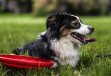 selective focus photo of black and white dog