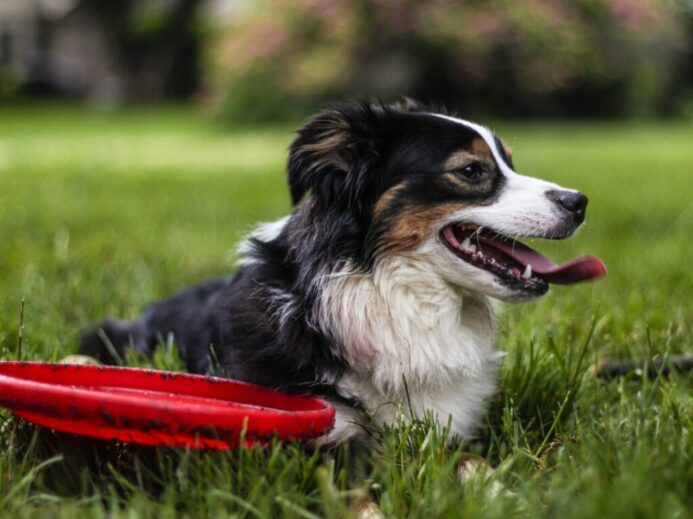 selective focus photo of black and white dog