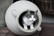 white and black cat in white round plastic basin