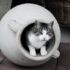 white and black cat in white round plastic basin