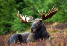black moose lying on field during daytime