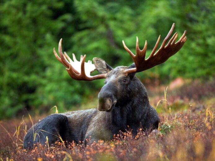 black moose lying on field during daytime