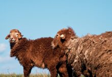 brown sheep on green grass field during daytime