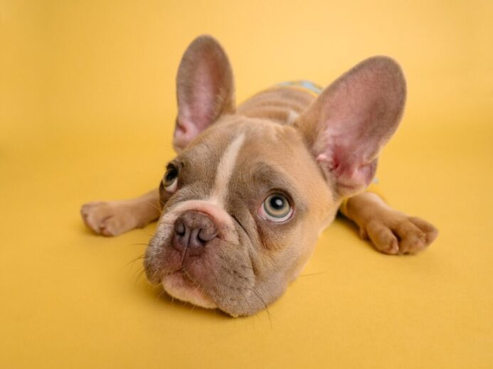 brown french bulldog puppy lying on yellow textile