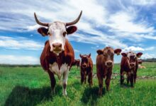herd of cows on grassland during daytime