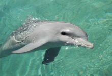 gray dolphin in the water