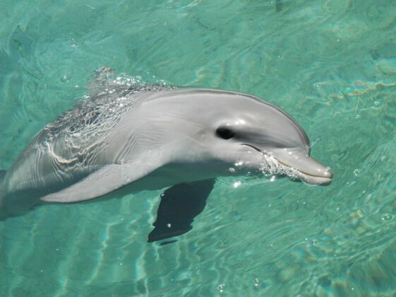 gray dolphin in the water