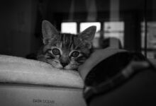 Ruben Theunis