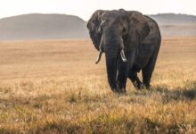 elephant on grass during daytime