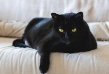 black cat on white textile