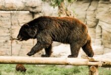 black bear on brown wooden fence during daytime