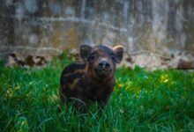brown and black short coated animal on green grass during daytime